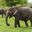 a group of elephants in a field