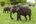 a group of elephants in a field