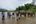 a group of people standing in water with elephants