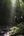 a group of people hiking in the woods