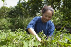 a woman working in a garden