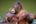 a orangutan holding a baby