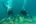 scuba divers under water