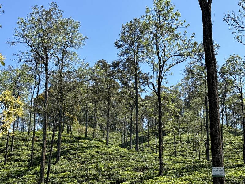 Pekoe trail Sri Lanka forest