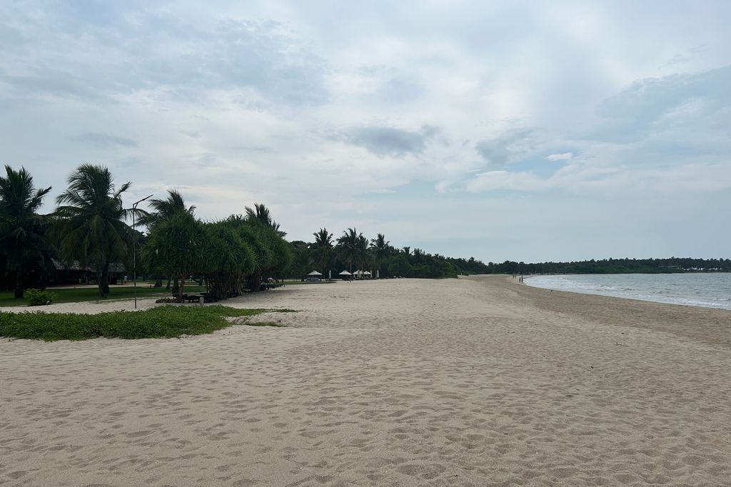 a beach with trees and water
