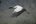a bird flying in the air