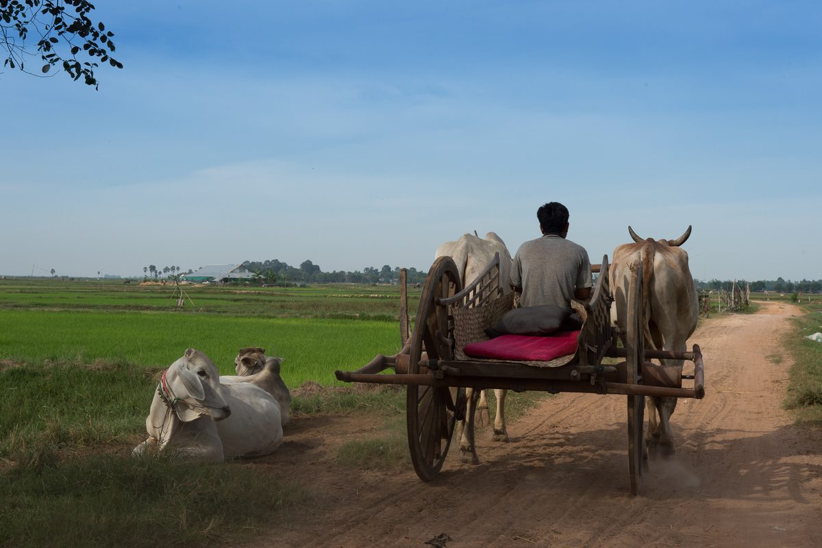 Man on ox cart in Cambodia