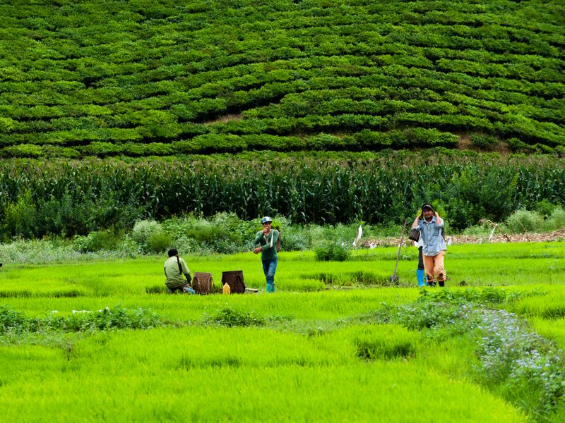 Mai Chau