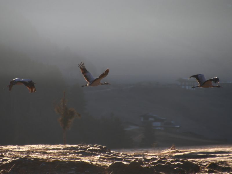 Black necked cranes