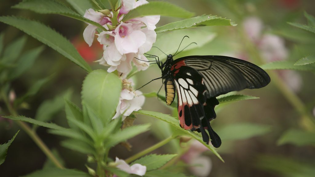 Butterfly