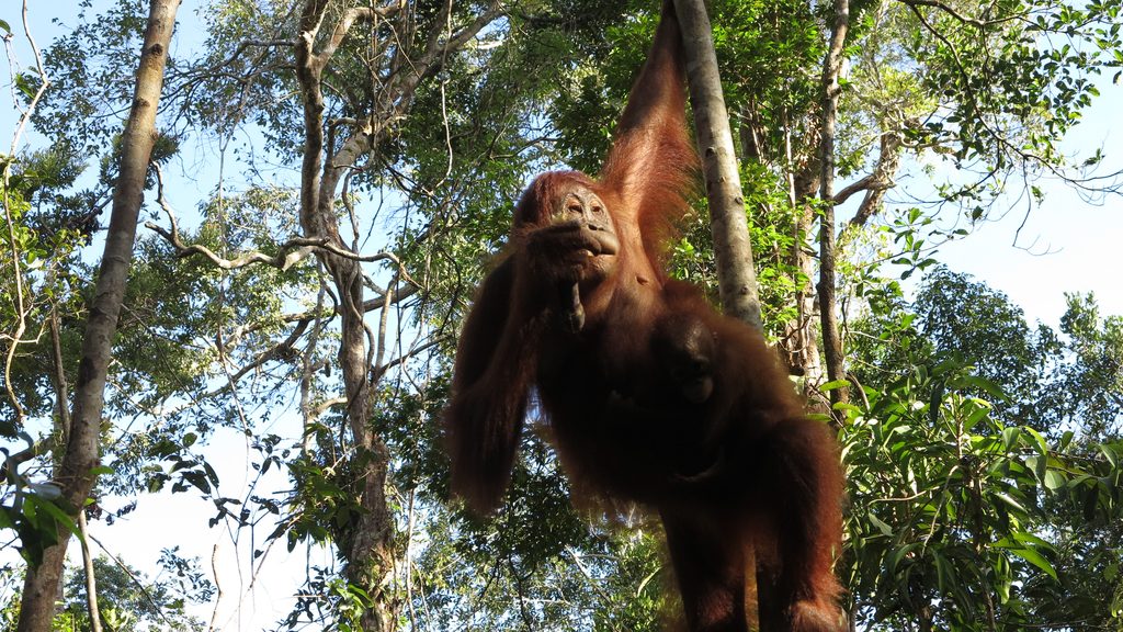 Orangutan in Kalimantan