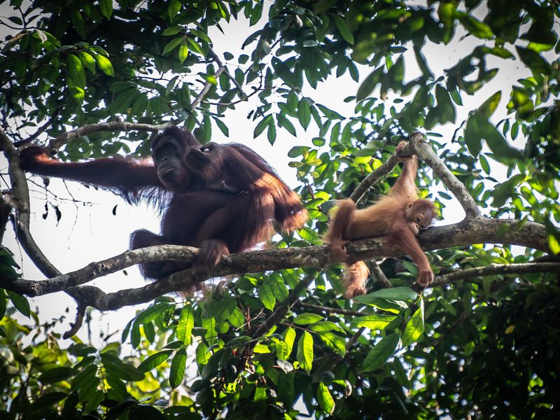 Orangutans hanging from a tree