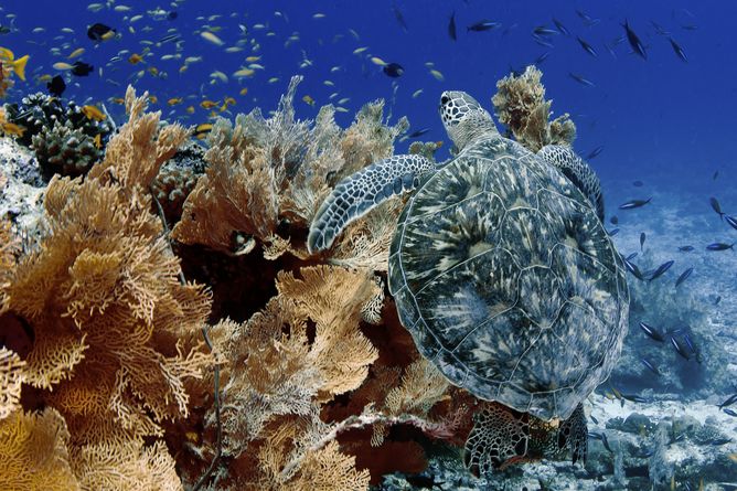 Underwater world
