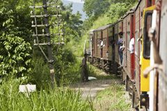 a train going through the jungle