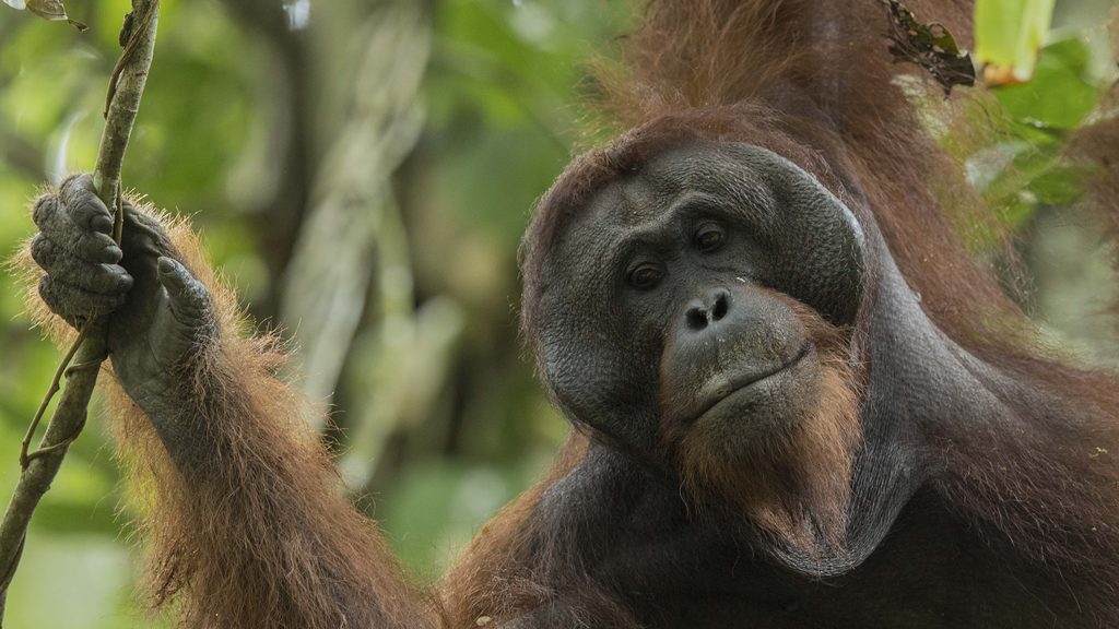 Orangutan Borneo