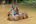 two people washing an elephant in the water