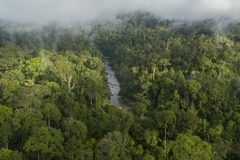 a river running through a forest