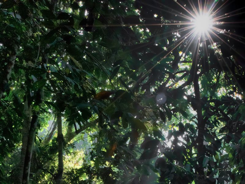 Sunlight through trees in Borneo