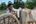 Man with an ox cart Cambodia