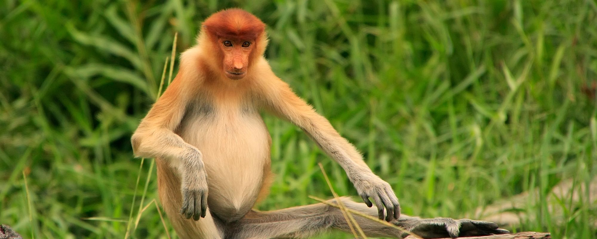 Borneo family holidays