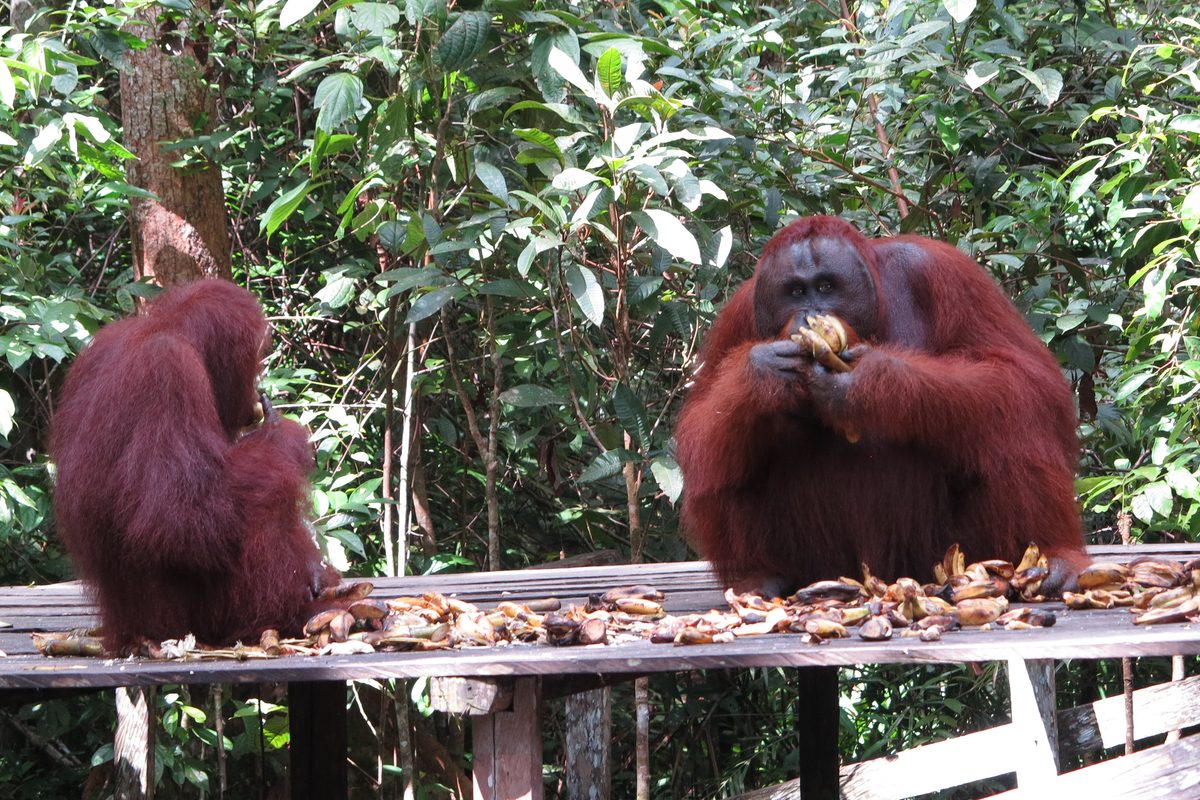 orangutans at a Kalimantan feeding station
