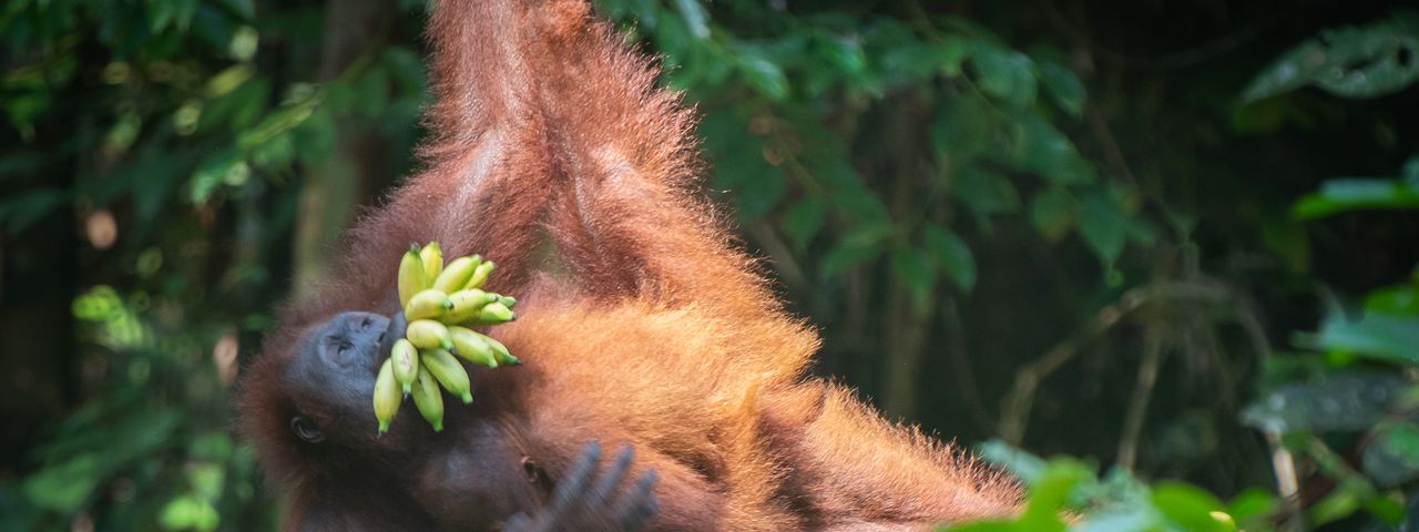 Orangutan on tree