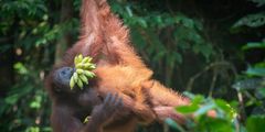 Orangutan with bananas on a tree