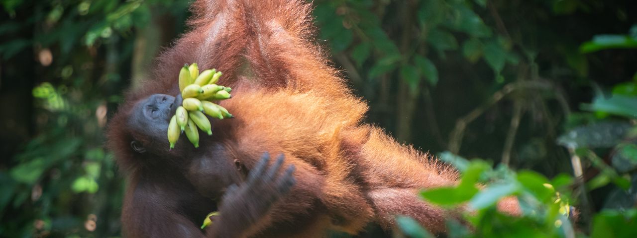 borneo