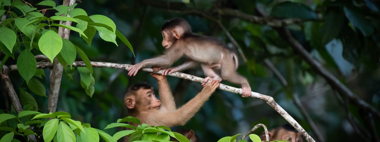 Monkeys