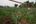 a man working in a field