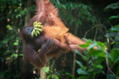 a monkey from a tree with a bunch of bananas in its mouth