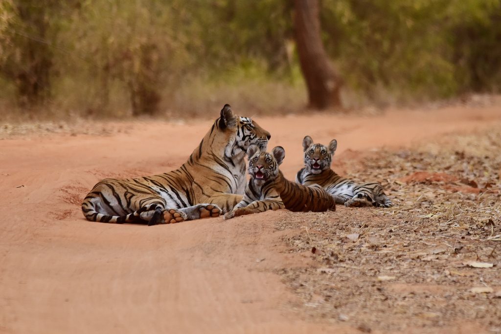 Bandhavgarh national park