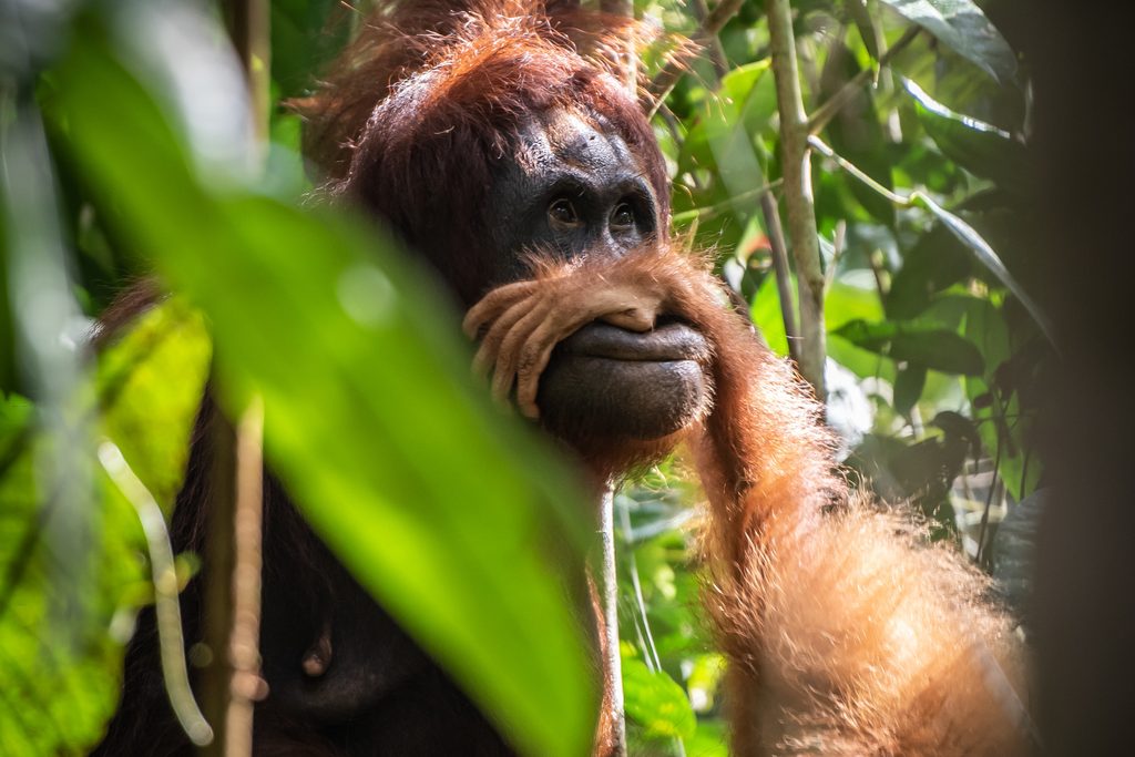 Orangutan