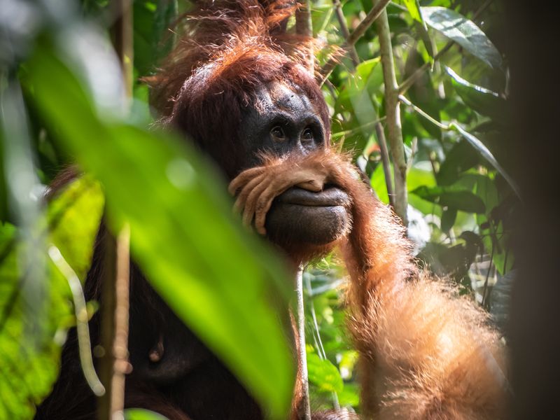 Borneo orangutan