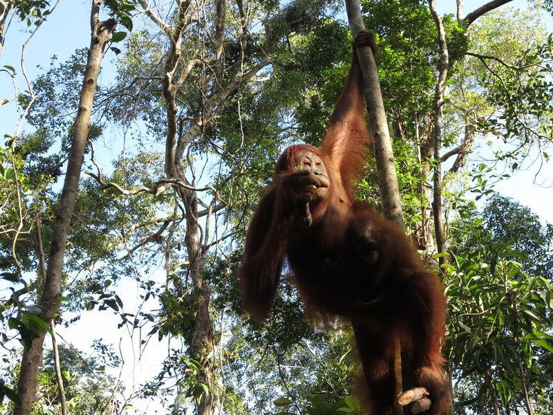 Orangutan