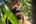 Orangutan in Semenggoh Borneo