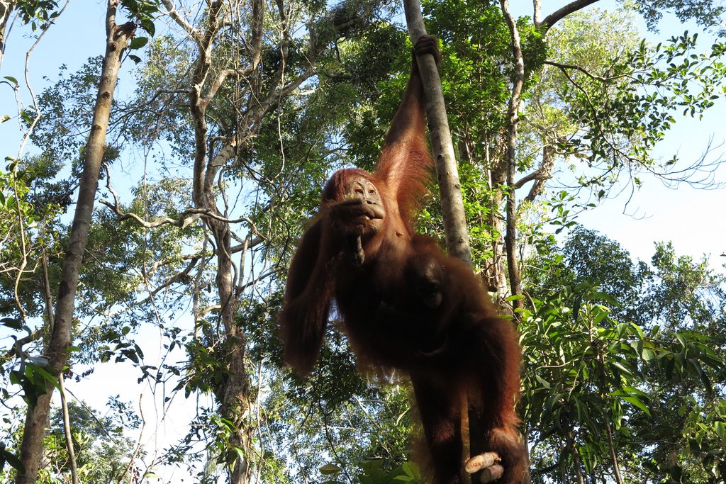 Orangutan on tree