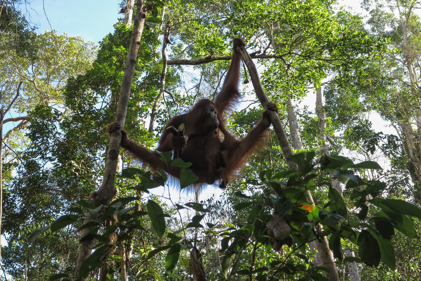 orangutan