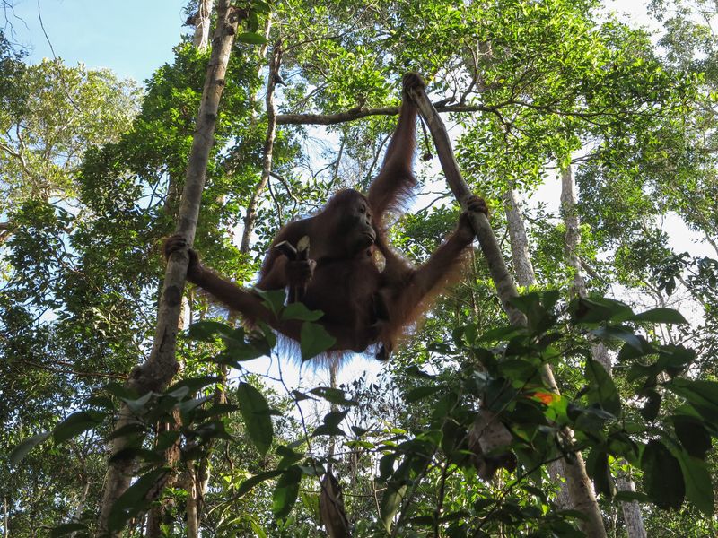 orangutan