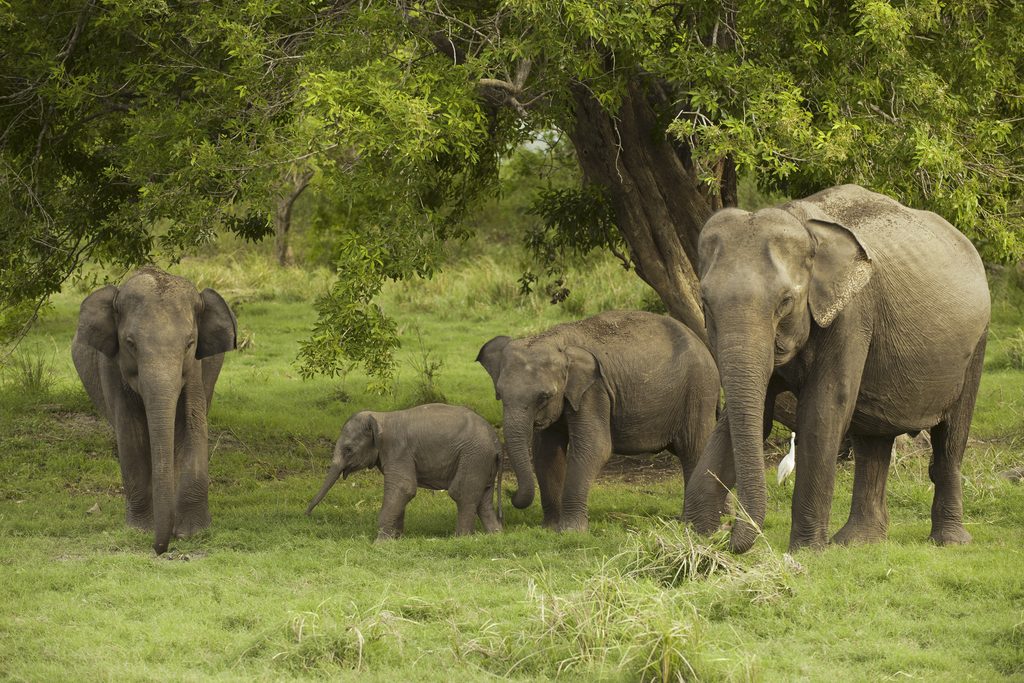 Elephants in Minneriya National Park