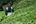 a man working in a tea plantation