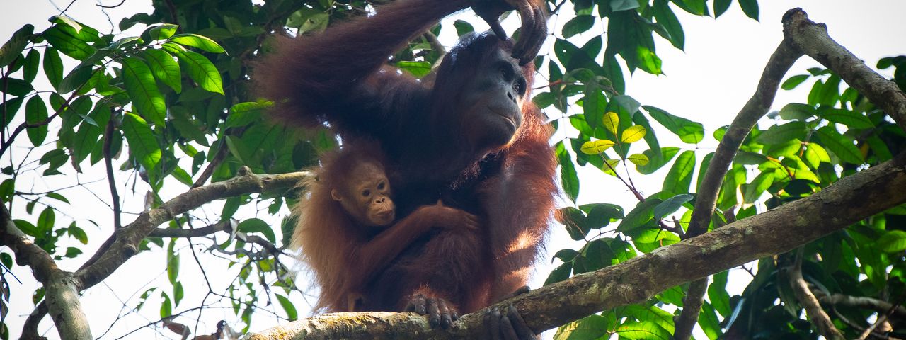 Orangutan mother and baby on tree