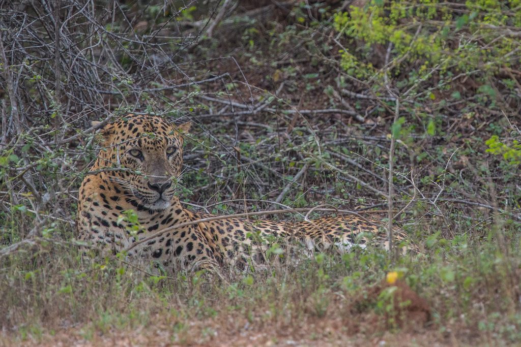 Leopard spotting in Yala NP