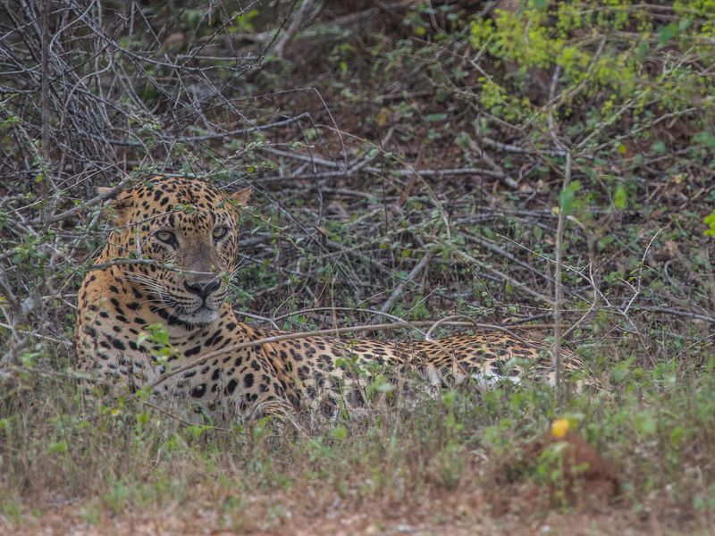Leopard spotting in Yala NP