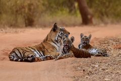a group of tigers lying on a dirt road