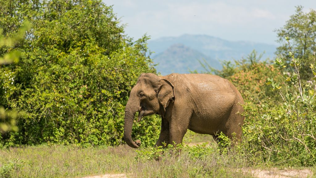 Udawalawe elephant