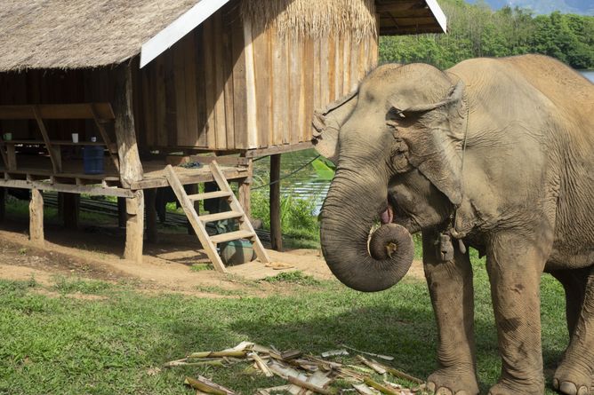 Resident elephants