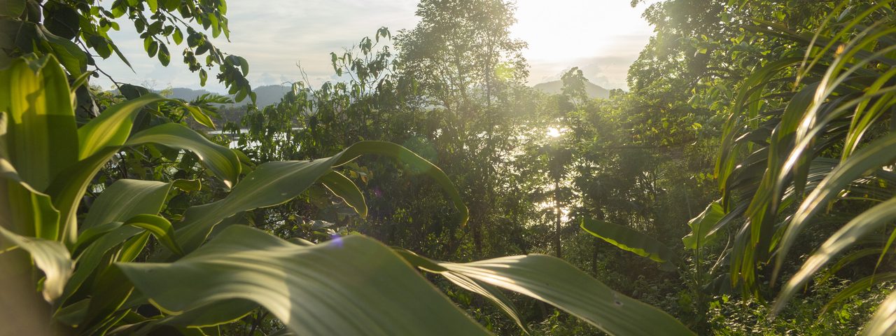 Sun shining through trees in Laos
