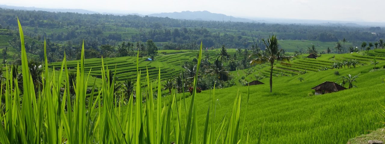 Rice fields in Bali