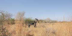 jawai leopard sculpture India